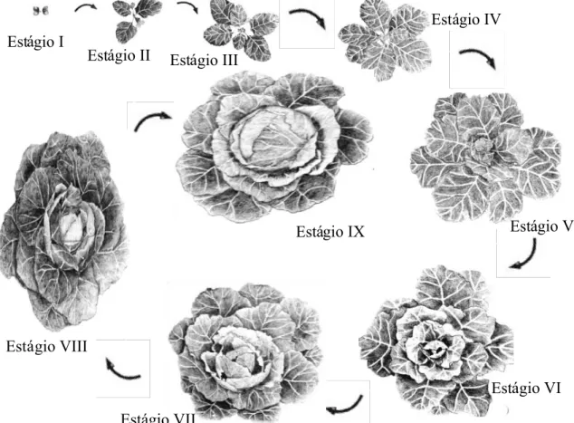 Figura 2. Representação esquemática do desenvolvimento fenológico da cultura  dBrassica sp