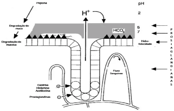 Figura 4. Mecanismos de defesa de mucosa gástrica (Hawkey, 2000). 