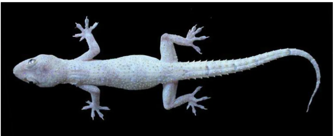 Figura 1. Exemplar adulto de Hemidactylus mabouia. 