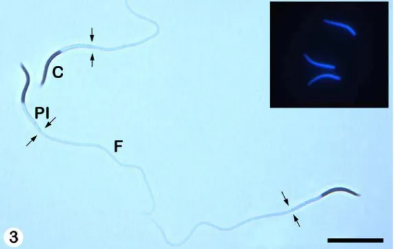 Figura 3. Fotomicrografia ilustrando a morfologia dos espermatozóides de H.  mabouia. C - Cabeça; PI - Peça Intermediária; F - Flagelo