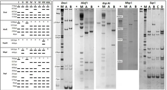 Figura  6  –  À  esquerda:  Esquema  dos  padrões  PCR-RFLP  obtidos  por  digestão  da 