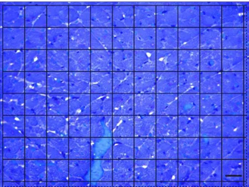 Figura 2. Imagem adaptada da grade do programa Image-Pro Plus, aplicada  sobre campo microscópico do miocárdio