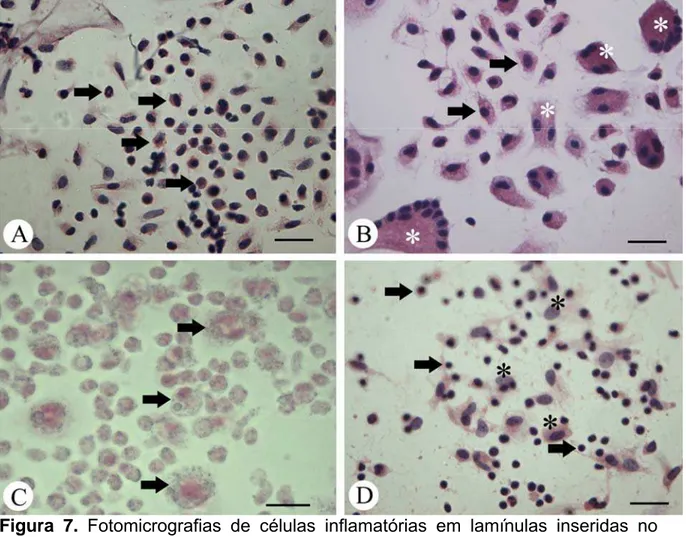Figura 7. Fotomicrografias de células inflamatórias em lamínulas inseridas no  dorso de camundongos