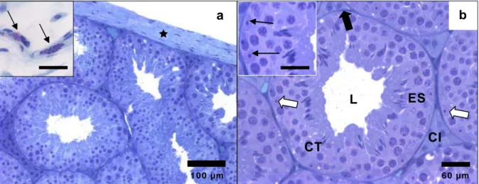Figura 1. Secções transversais dos testículos de Molossus molossus.  a.  Ì:  Albugínea; Detalhe: mastócitos