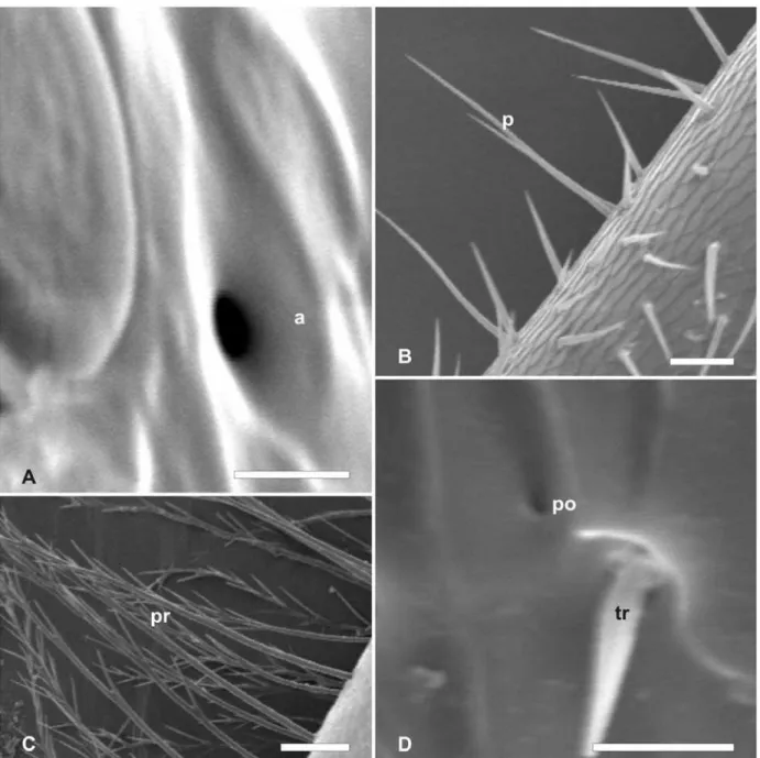 Figura 2. Micrografias eletrônicas de varredura de diferentes sensilas, pêlos e poros encontradas na  antena de abelhas