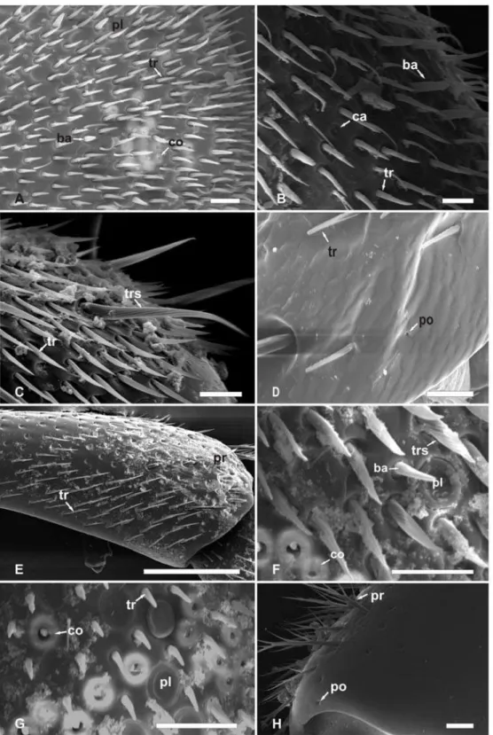 Figura 4. Micrografias eletrônicas de varredura de diferentes sensilas, pêlos e poros encontrados na antena  de abelhas