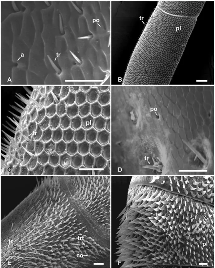 Figura 6. (A-F) Micrografias eletrônicas de varredura de diferentes sensilas e de poro encontrados na  antena de abelhas