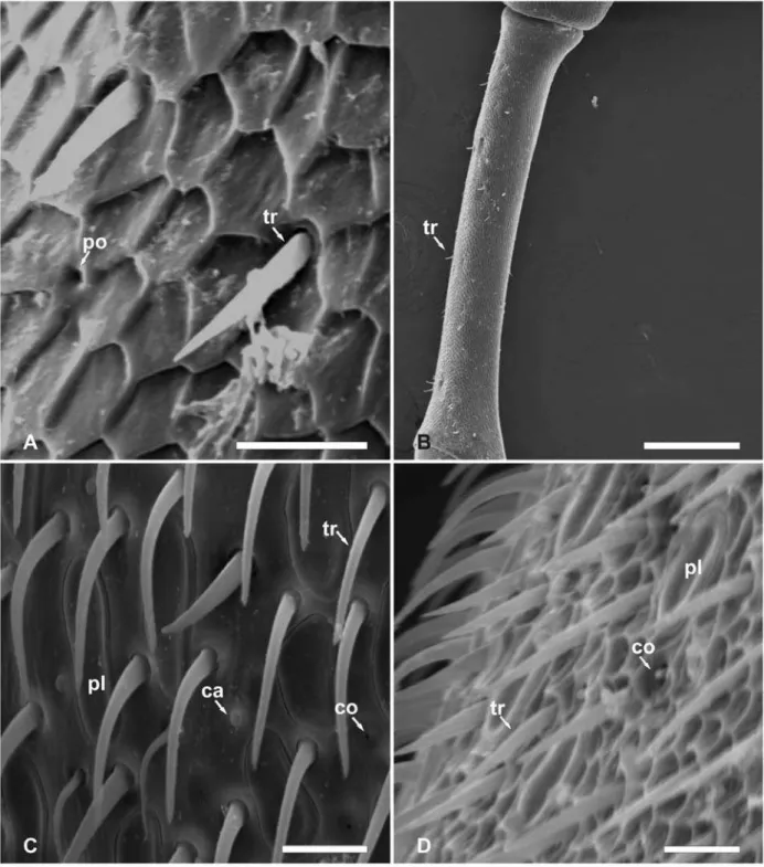 Figura 7. Micrografias eletrônicas de varredura de diferentes sensilas e de poro encontrados na antena de  abelhas
