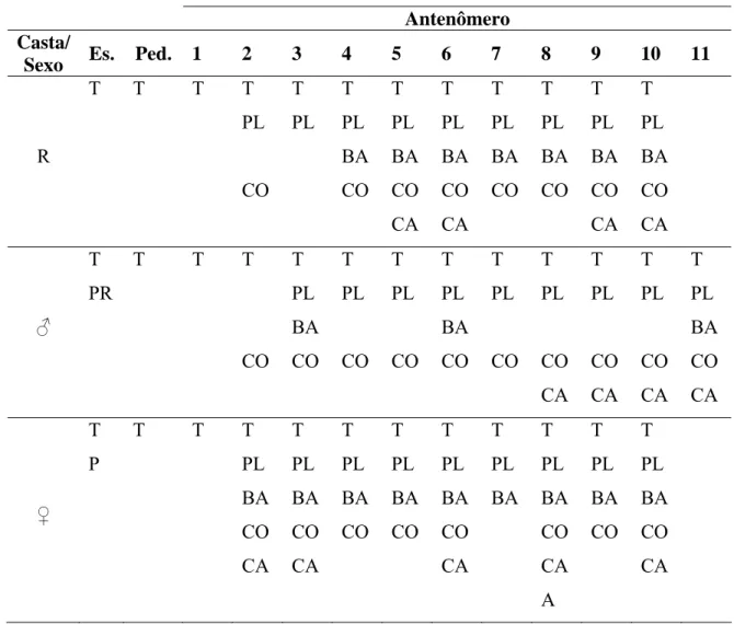 Tabela 2. Distribuição de sensilas nas antenas de rainha (R), macho ( ♂) e operária (♀) de Apis  mellifera (Apini)