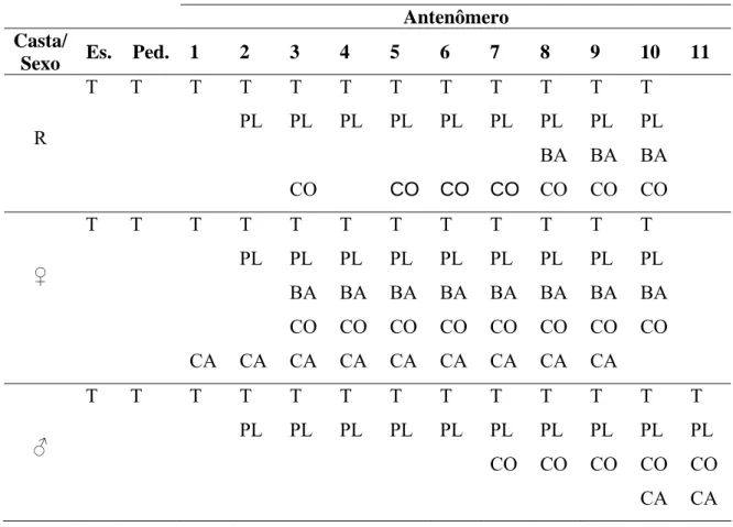 Tabela 3. Distribuição de sensilas nas antenas de rainha (R), macho ( ♂) e operária (♀) de  Bombus atratus (Bombini)