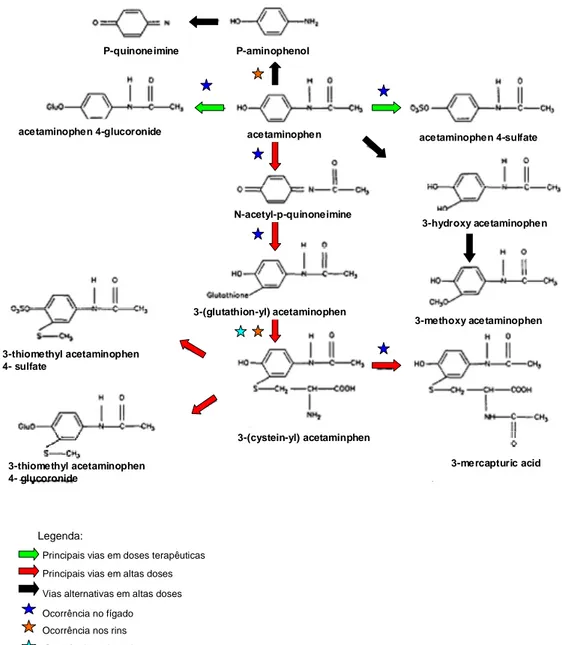 Figura 2- Principais vias metabólicas do paracetamol (segundo National Toxicology Program, 1993)