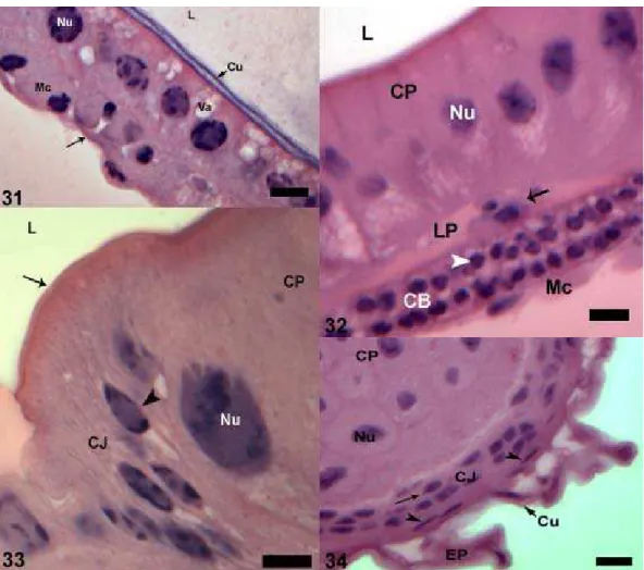 Figura 31: Secção longitudinal do reto de pupa de olho marrom de Melipona scutellaris, 
