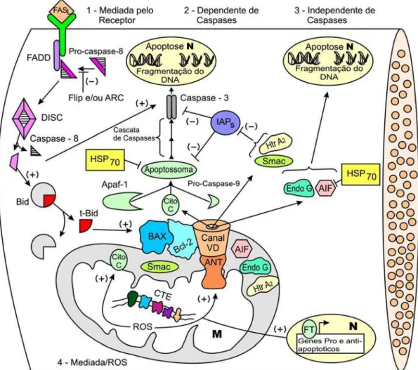 figura 1)  e 3ª. via mitocondrial, na qual vários sinais podem desencadear a  liberação de proteínas mitocondriais para o citoplasma onde a caspase 9 é  ativada iniciando uma  cascata de clivagens das caspases-3, -7 ou -6 (Maag et  al., 2003; Guimarães &am