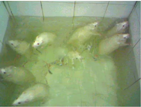 Figura 2. Animais em treinamento.  Ratos  Wistar  em sessão de treinamento  em natação, num tanque de alvenaria azulejado, com a temperatura da água  mantida em 32°C ± 1°C