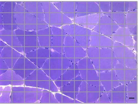 Figura 3 . Imagem adaptada da grade do programa  Image Pro Plus,  aplicada  sobre campo microscópico, em secção transversal do músculo sóleo de rato  Wistar adulto (Coloração: Azul de toluidina-pironina)