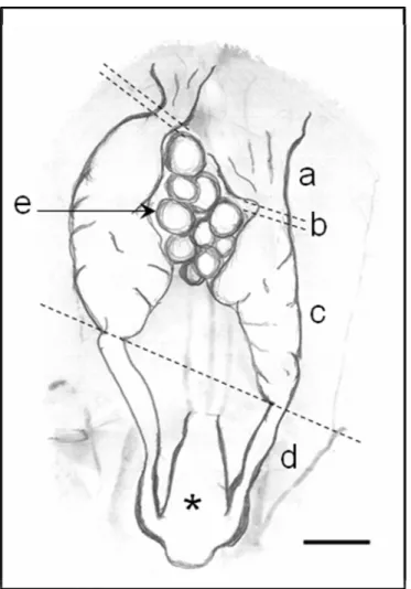 Figura 1. Desenho esquemático do aparelho reprodutor feminino de H. mabouia.  a – infundíbulo; b - tuba uterina; c – útero; d – vagina; e – ovários; * - cloaca