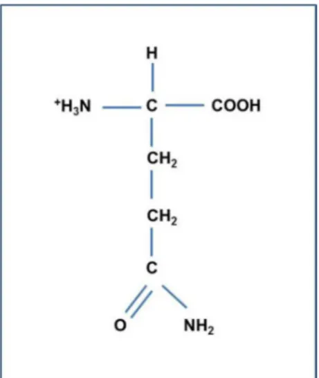 Figura 1. Estrutura da glutamina (MURRAY et al., 2002) 