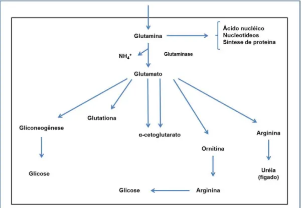 Figura 3. Catabolismo da glutamina (NEWSHOLME et al.,2003). 