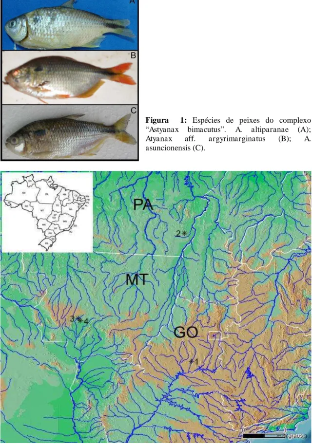 Figura    1:  Espécies  de  peixes  do  complexo 