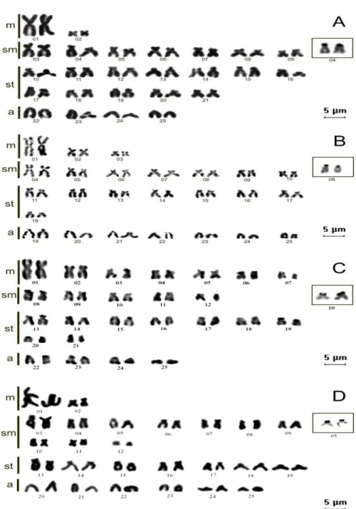 Figura    3:  Cariótipos  de  Astyanax  altiparanae,  rio  Meia  Ponte  (A);  Astyanax  aff