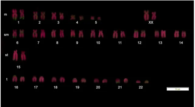 Figura 1: Microssatélite CAT (10)  com sinais mais fortes na região telomérica dos  braços longos do primeiro par de cromossomos metacêntricos  e no par 9 de  cromossomos submetacêntricos