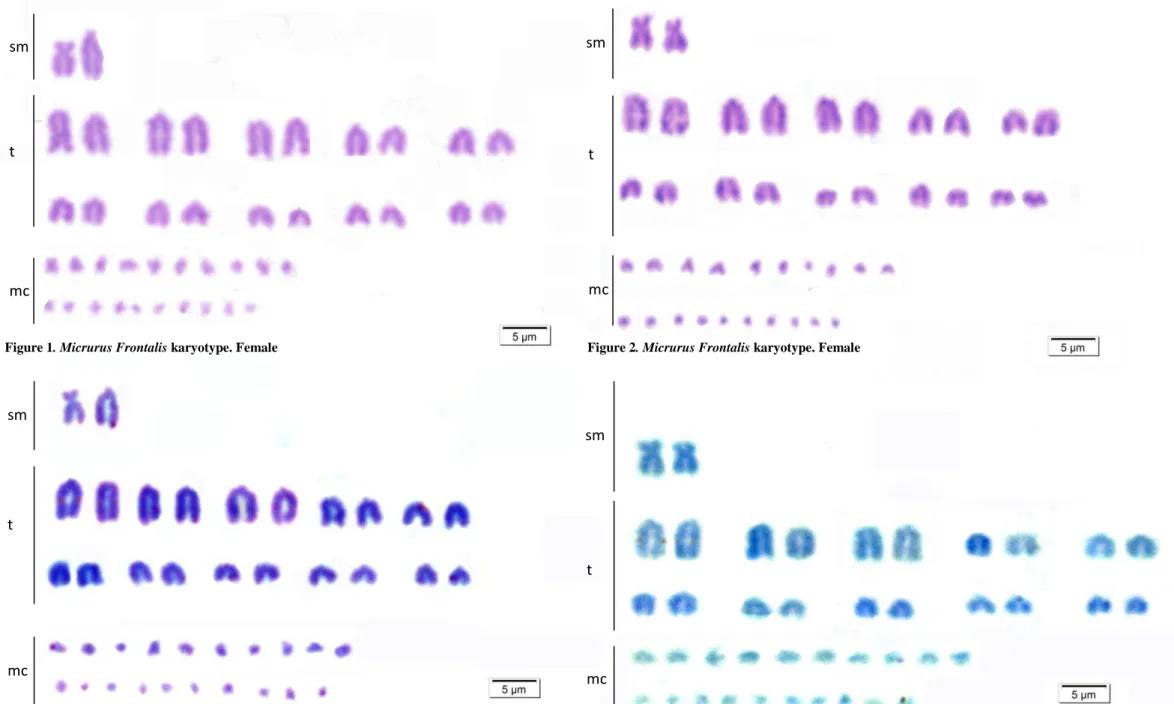 Figure 1. Micrurus Frontalis karyotype. Female  Figure 2. Micrurus Frontalis karyotype