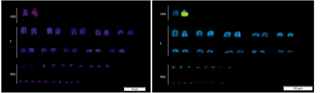 Figure  9.  Distribution  pattern  of repetitive  DNA  sequence  (C30)  by  Fluorecence  In  Situ Hybridization (FISH) in males of Micrurus frontalis