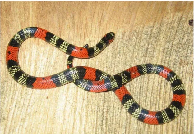 FIGURE 1. Variation in the color pattern of Micrurus frontalis, showing black spots on red rings