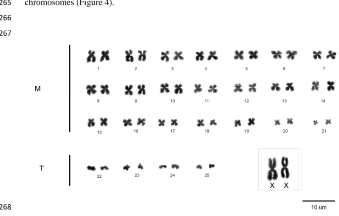 Figure  1.The  karyotype  of  Kerodon  rupestris  from  Aurora,  Tocantins.Conventional 270  staining (Giemsa)
