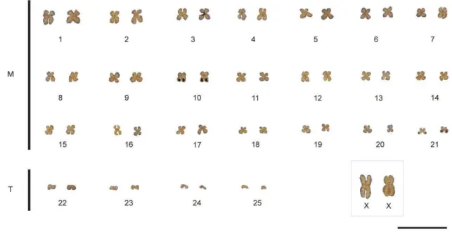 Figure  2.Ag-NOR  banding  marks  in  chromosome  pairs  10  and  21  of 276  Kerodon acrobata