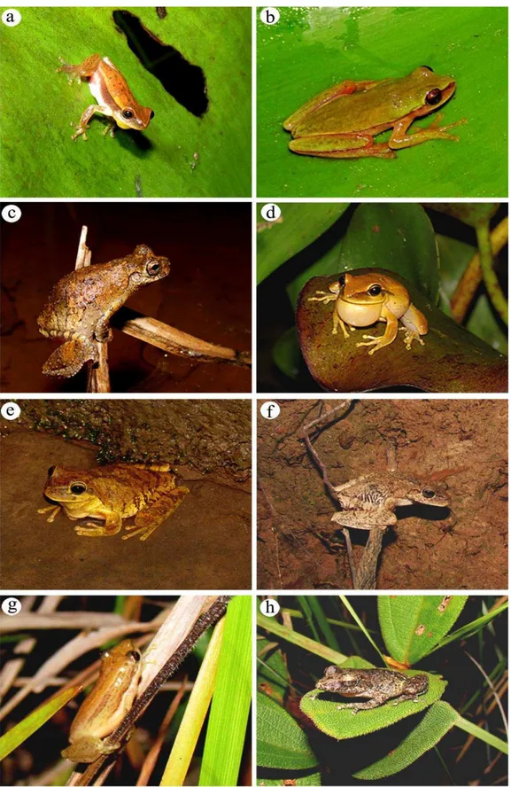 Figura 3. Anfíbios anuros do município de Buritizeiro, estado de Minas Gerais. a)  Dendropsophus  nanus;  b)  D