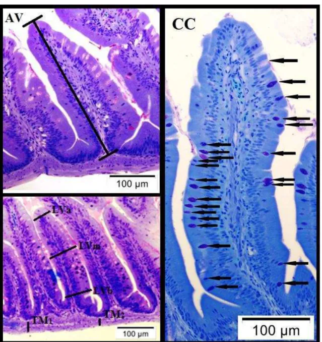 Figura  1:  Fotomicrografias  do  epitélio  intestinal  de  lambaris-do-rabo-amarelo  (Astyanax altiparanae)