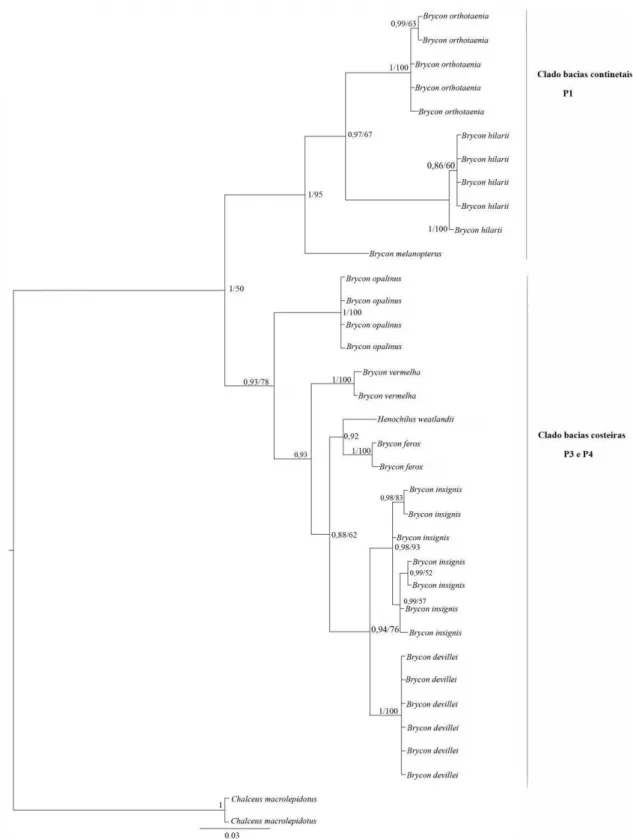 Figura 6 Hipótese filogenética de Bryconinae, com base em dados de mtDNA (COI) 45 