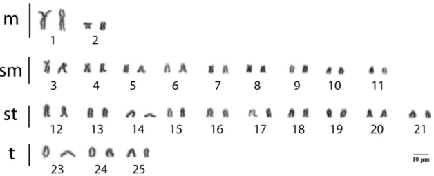 Figure 4. Karyotype of  Astyanax giton  from the São Bertolomeu Creek, a  tributary of the Doce River Basin