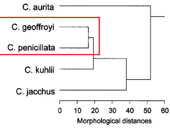 Figura 5: Relação filogenética entre as espécies do gênero Callithrix baseada  em análises morfológicas (Marroig  et al, 2004) 