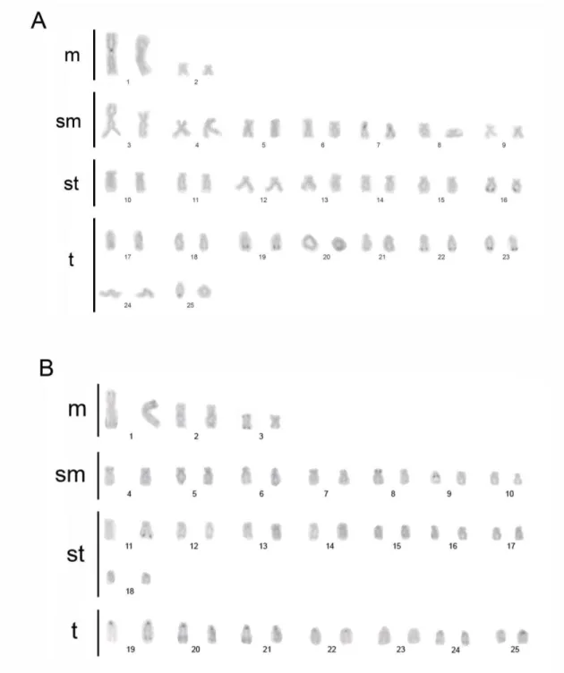 Figura 8. Técnica de bandamento C da população de O. solitarius do médio rio Doce, lagoa  Almécega (A) e da população de O