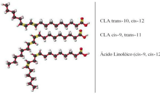 Figura 01. Estrutura do ácido linoléico conjugado, com detalhes do CLA trans-10,  cis-12, CLA cis-9, trans-11 e ácido linoléico  – cis-9, cis-12