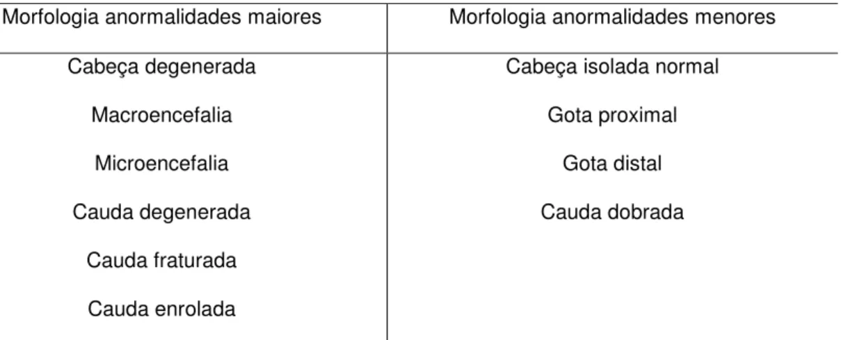 Tabela 1. Morfologias consideradas com anormalidades maiores e menores no  sêmen de Leptodactylus ocellatus, adaptado de Miliorini (2006) 
