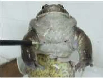 FIGURA 2. Acúleos  na  região  ventral  superior  de  machos  de  rã-pimenta  (Leptodactylus labyrinthicus)