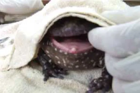 FIGURA 4. Abertura da cavidade bucal para início da alimentação induzida  utilizando  uma  toalha  de  mão  para  vendar  os  olhos  da   rã-pimenta (Leptodactylus labyrinthicus)