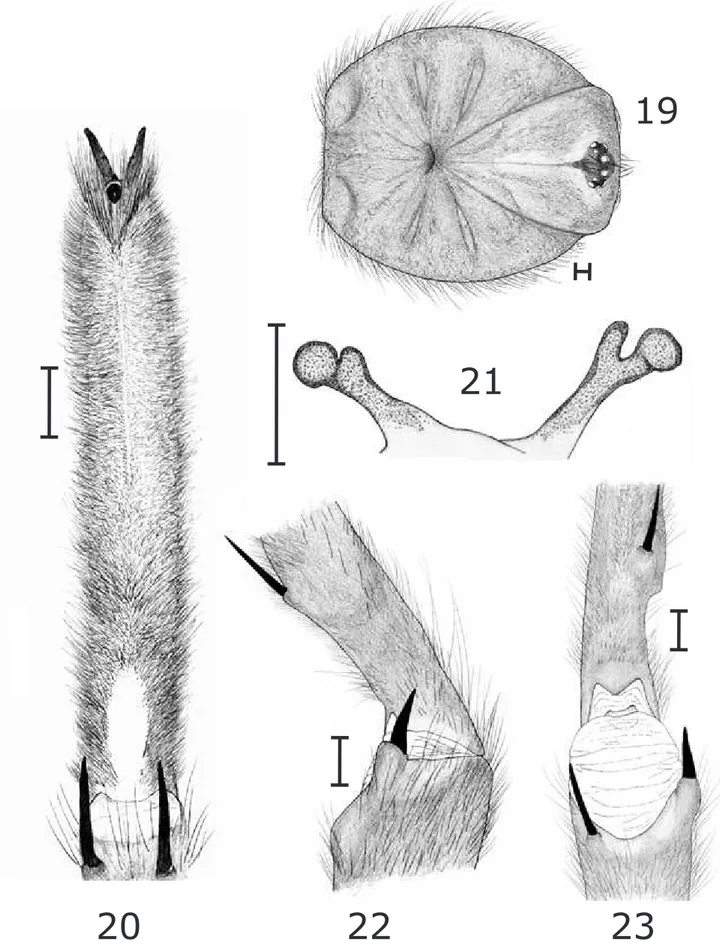 Figs 19-23. Trechona venosa. 19. Macho, carapaça; 20. Fêmea (MNRJ 3458) de Cachoeiras de 