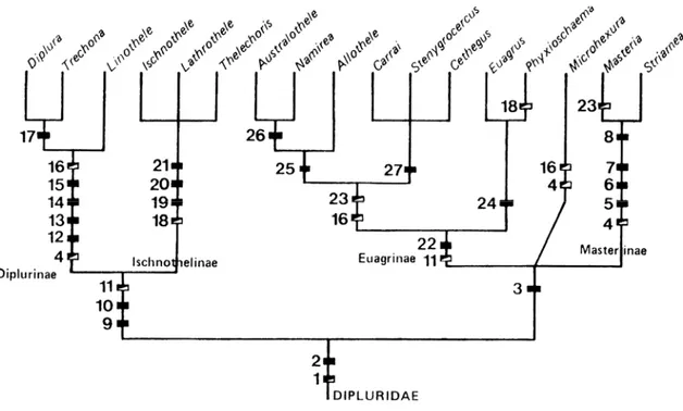 Figura 1. Cladograma mostrando as inter-relações entre  os gêneros de Dipluridae, (segundo Raven, 1985)