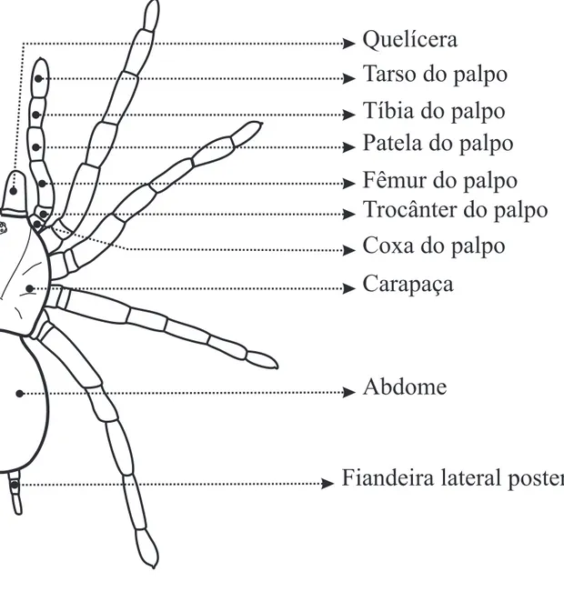 Figura 2: Desenho esquemático de uma Mygalomorphae, vista dorsal.            81Tarso do palpoPatela do palpoTíbia do palpoQuelíceraFêmur do palpoTrocânter do palpoCoxa do palpo CarapaçaAbdome