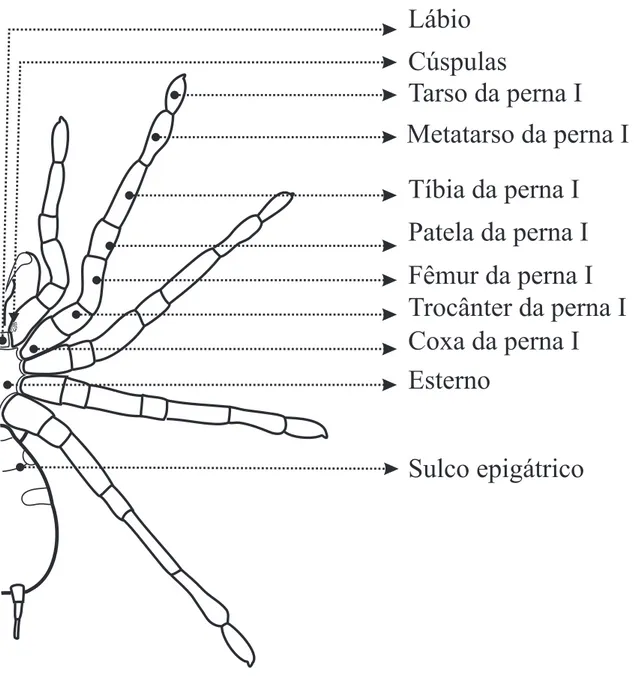 Figura 3: Desenho esquemático de uma Mygalomorphae, vista ventral.Lábio Tarso da perna I Metatarso da perna ITíbia da perna IPatela da perna IFêmur da perna ITrocânter da perna ICoxa da perna IEsternoSulco epigátricoCúspulas            82