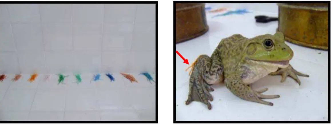 Figura 1 - Fios coloridos utilizados na marcação dos animais (A) e  marcação no membro posterior do animal (B)