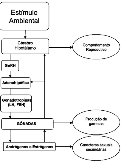 FIGURA 1. Desencadeamento da resposta hormonal dos ranídeos em  relação a um estímulo ambiental 