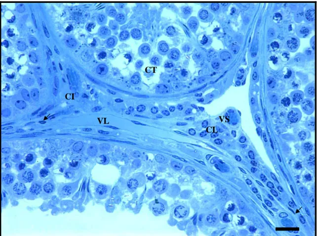 Figura 1. Secção histológica transversal do testículo de veado-catingueiro (M.  gouazoubira)