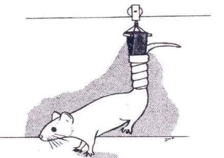 Figura 1 - Modelo de suspensão pela cauda. Adaptado de SHIMANO, 2006. 