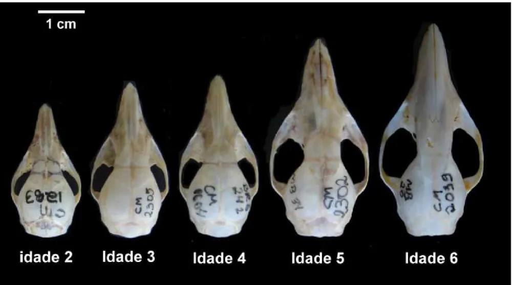 Figura 11 – Vista dorsal da série ontogenética das populações de  Marmosops incanus  provenientes das quatro áreas de estudo