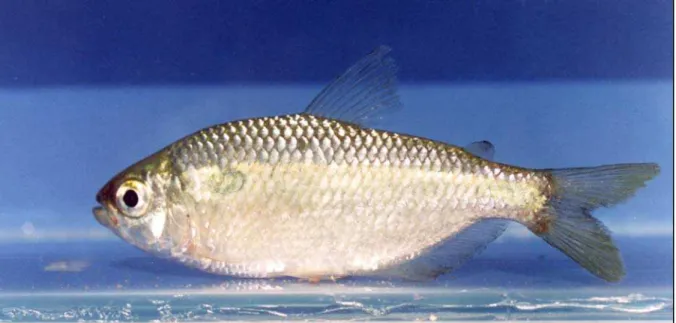 Fig. 1 – Exemplar de Astyanax bimaculatus 